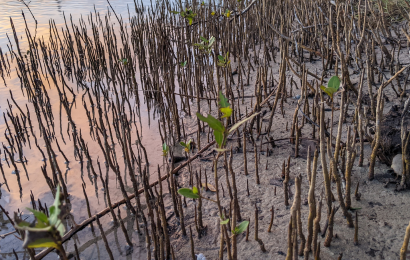 Mangrove and fisheries works of Blue Vision Tanzania