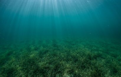 Seagrass and coral works of Blue Vision Tanzania